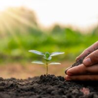 chce-byc-drzewem-po-smierci-2