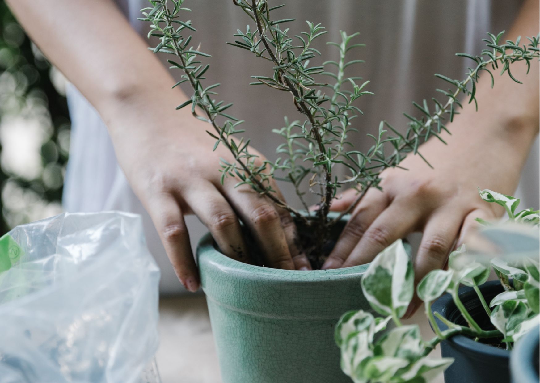 Przesadzanie rośliny doniczkowej