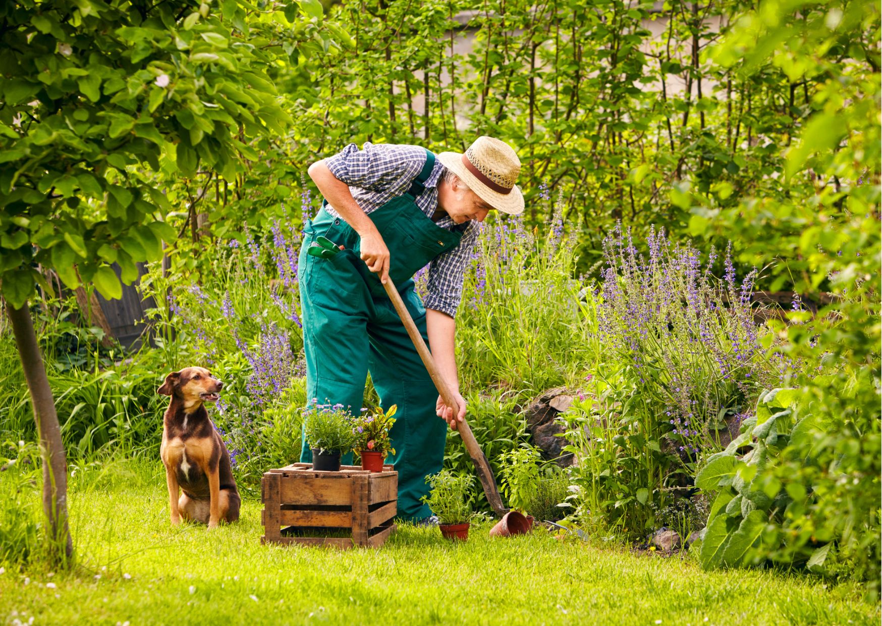 Starszy mężczyzna pracujący w ogrodzie w towarzystwie psa