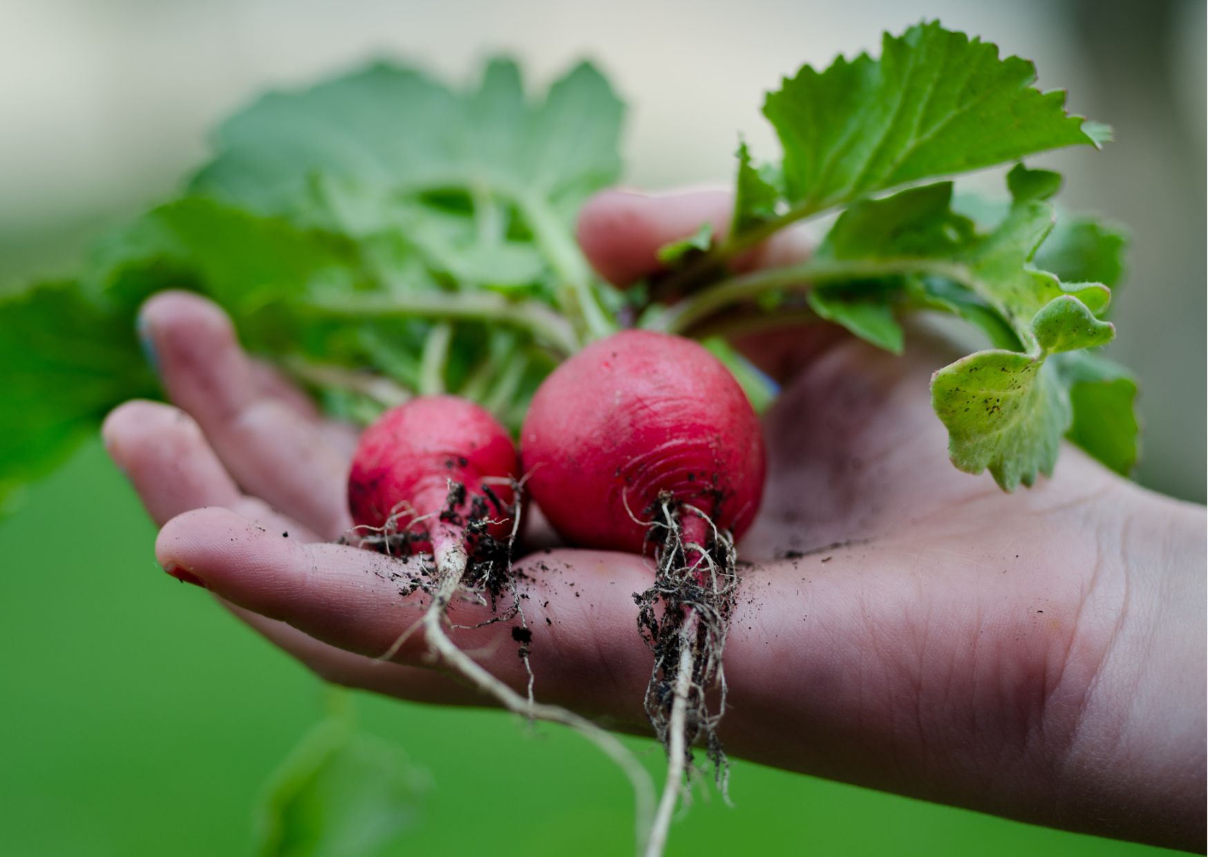 Dorodne rzodkiewki w dłoni