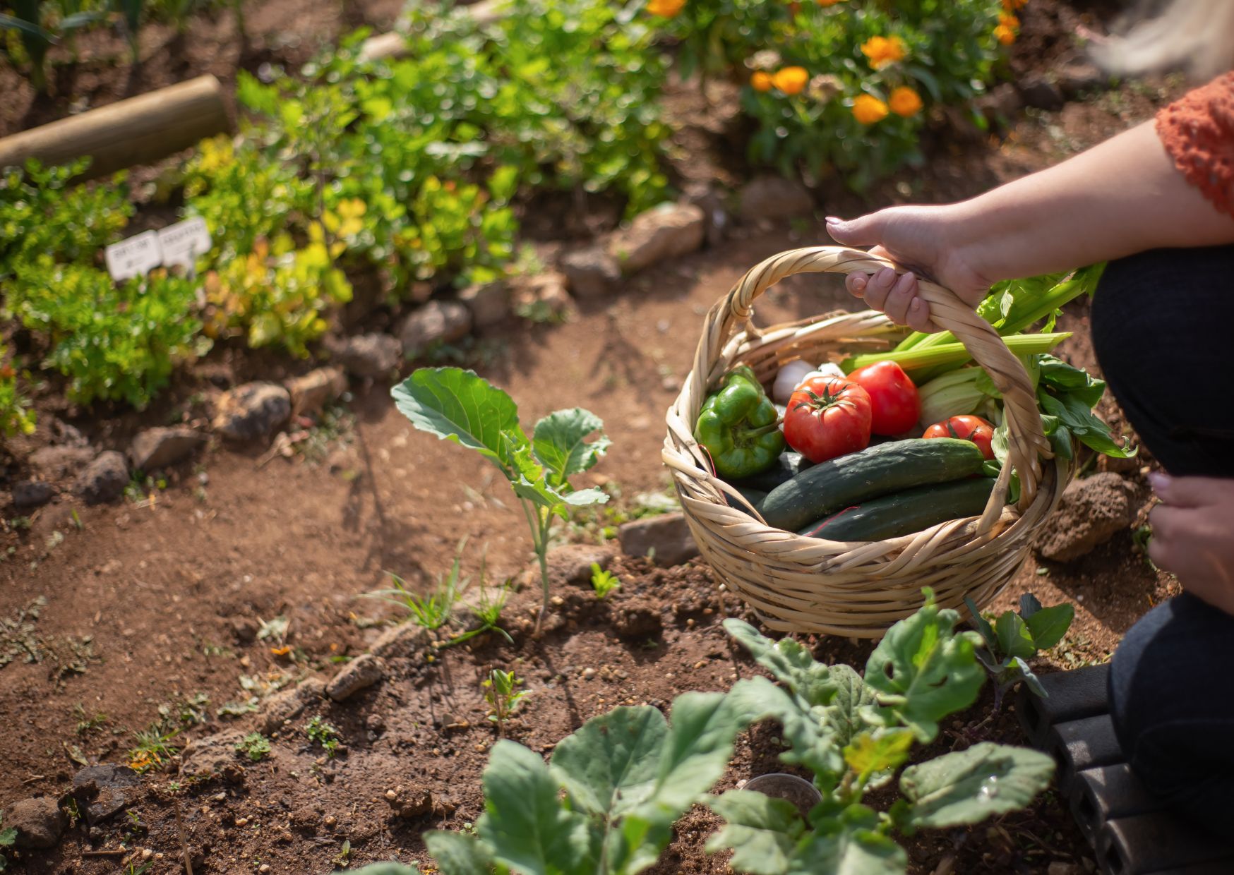 Kosz z plonami z własnej działki na tle grządek
