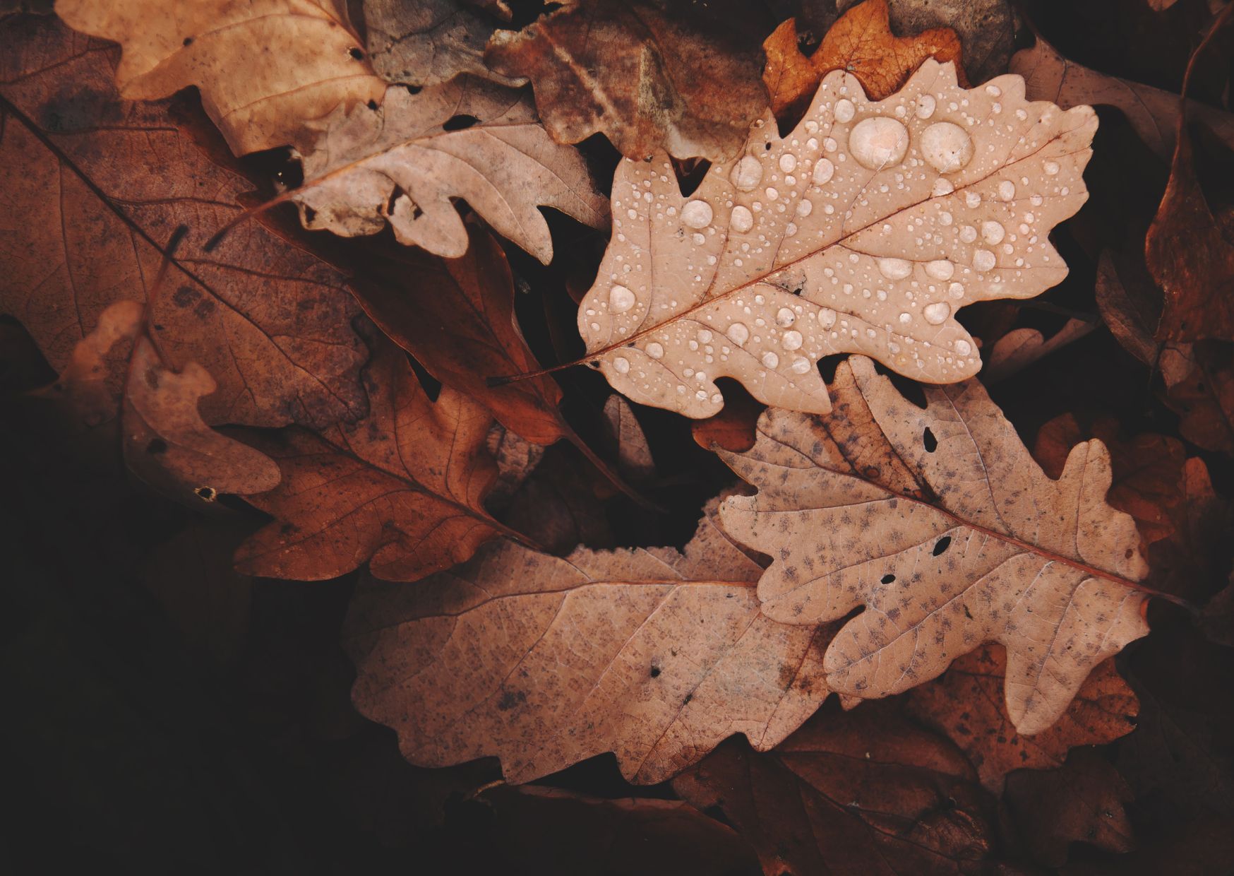 jesień liście dębu pokryte kroplami deszczu