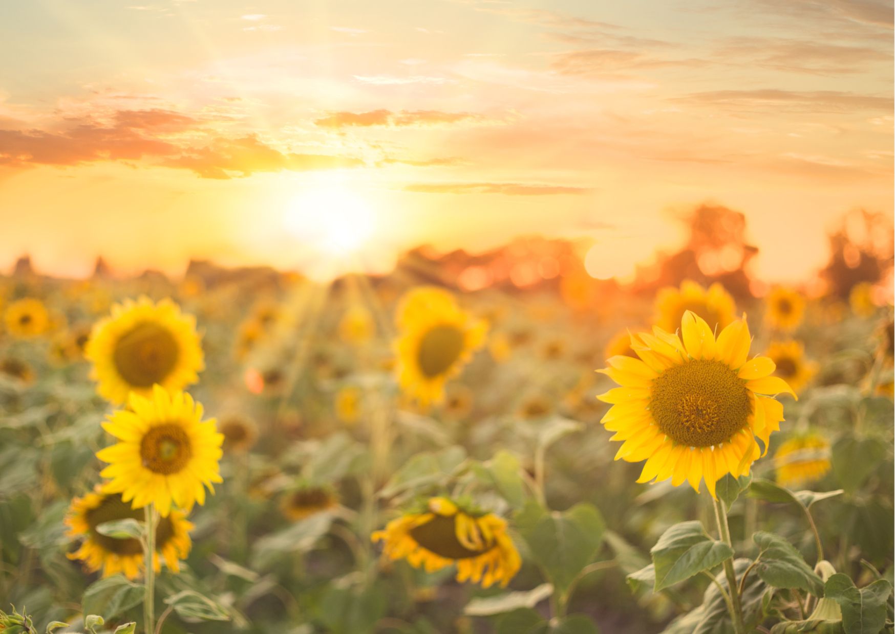 lato słoneczniki w pełnym rozkwicie