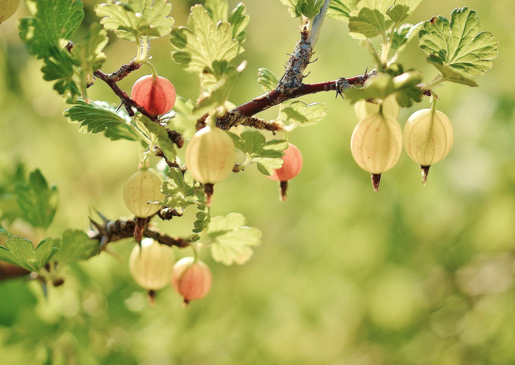 lato dojrzałe owoce