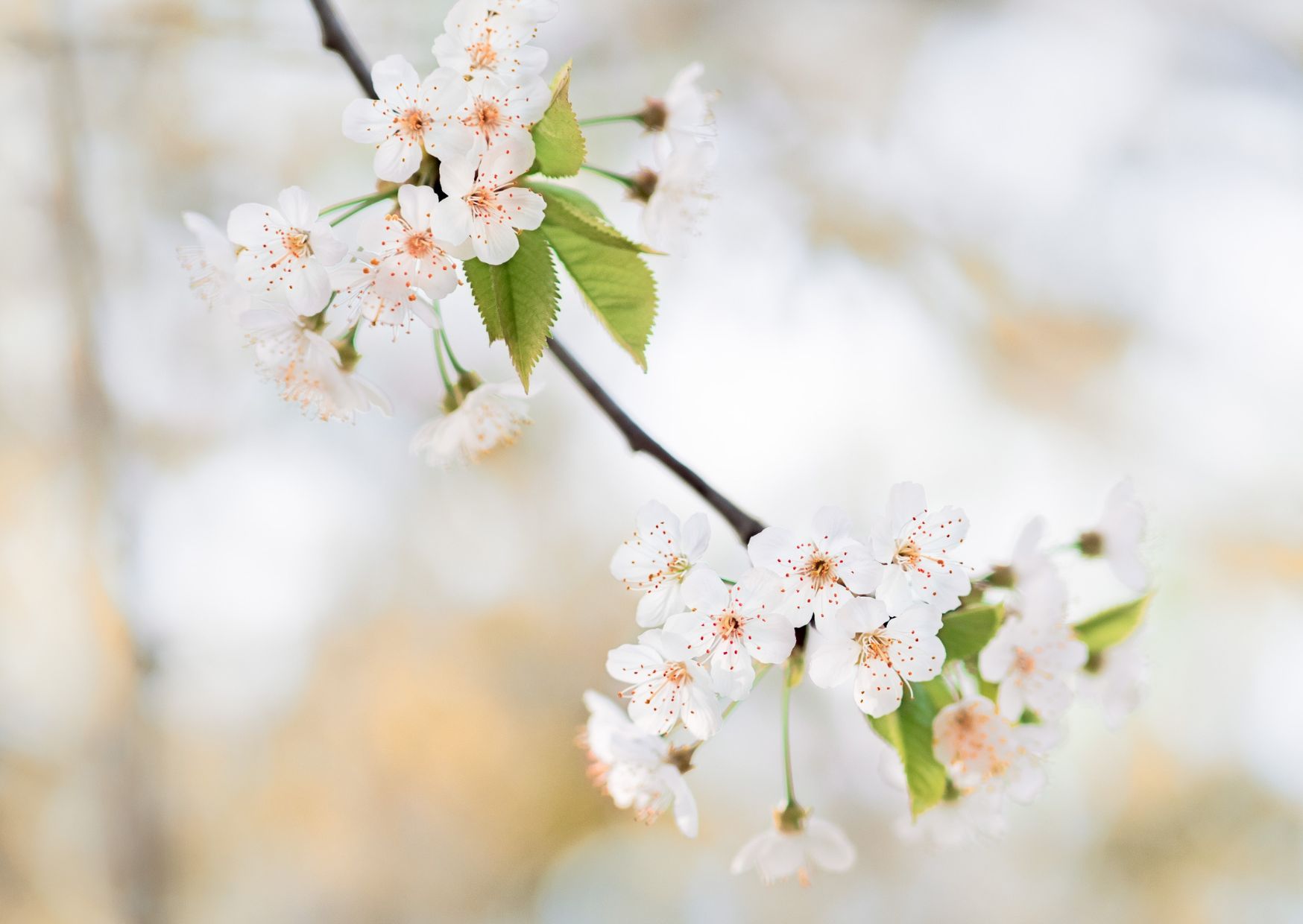 wiosna kwitnące drzewo