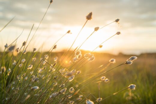 Celebruj Wspomnienia _ pogrzeb ekologiczny, czyli jaki?