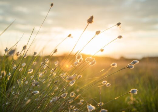 Celebruj Wspomnienia _ pogrzeb ekologiczny, czyli jaki?